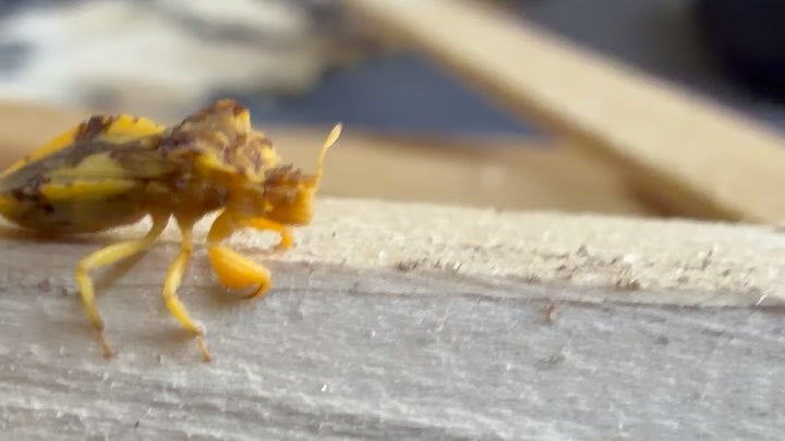 Side view of a yellow and brown jagged ambush bug on a wooden rail, photograph 1 of 3