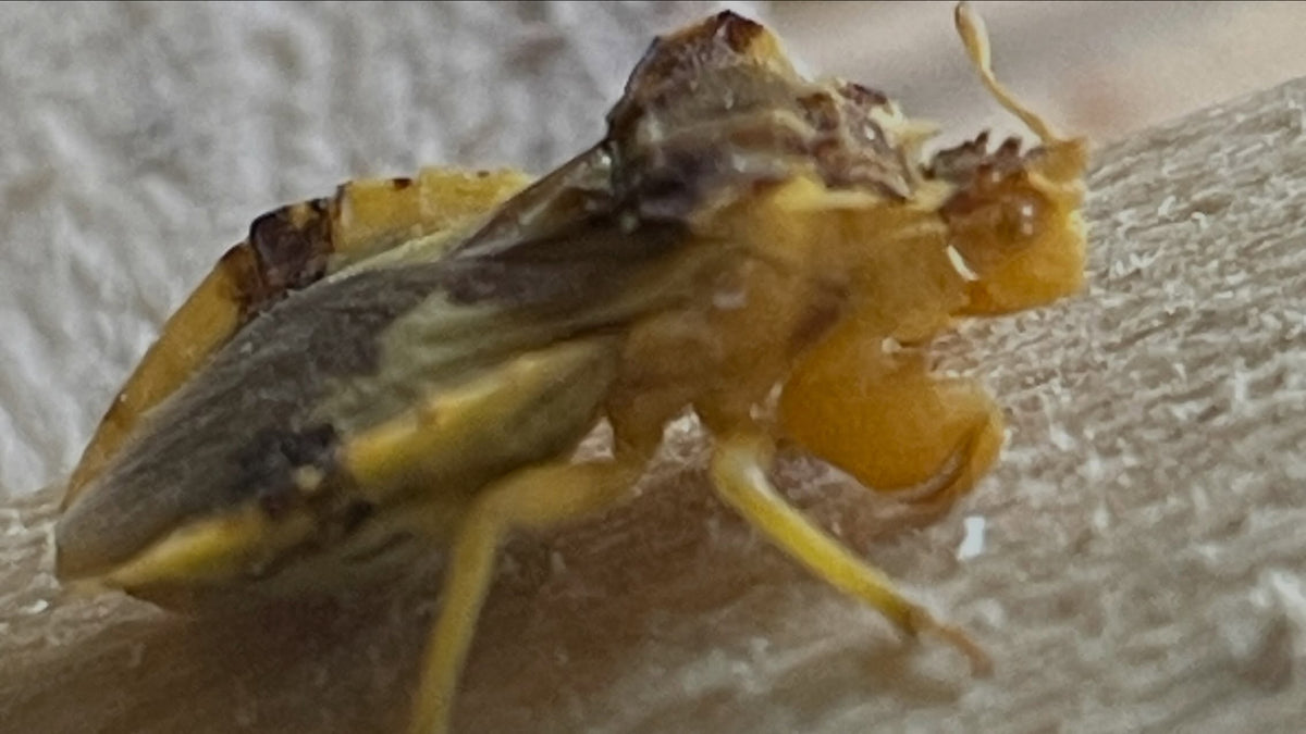 Close view of a jagged ambush bug showing its hooked front legs, photograph 2 of 3