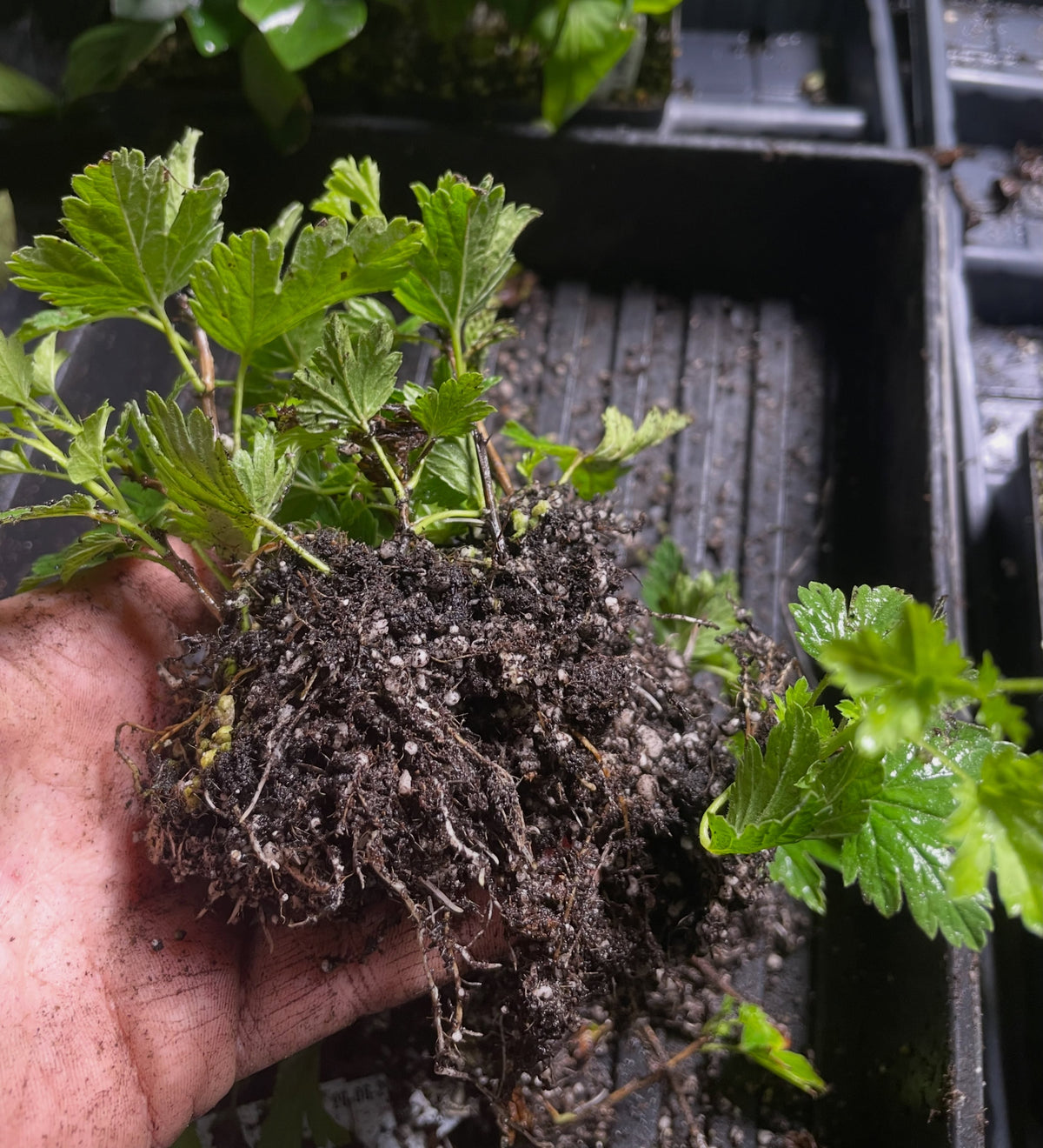 Jeanne gooseberry cuttings after six weeks