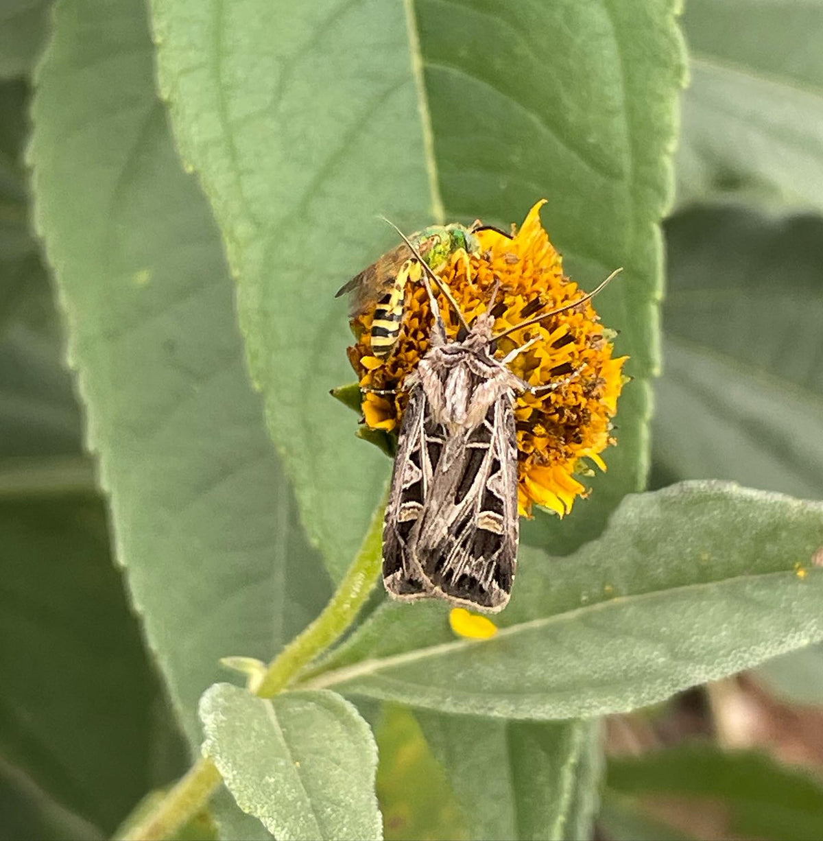 jersusalem artichoke flowers attracting some cool pollinators