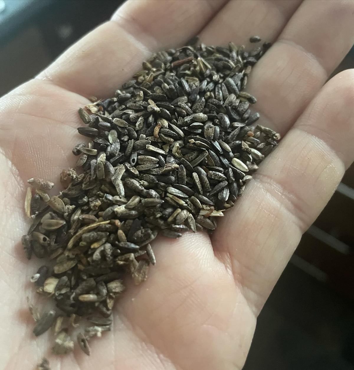Jerusalem artichoke (aka Sunchoke) seeds are back in stock, image 1 of 2