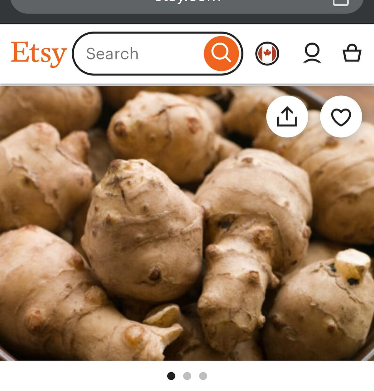 Jerusalem artichoke (aka Sunchoke) seeds are back in stock, image 2 of 2