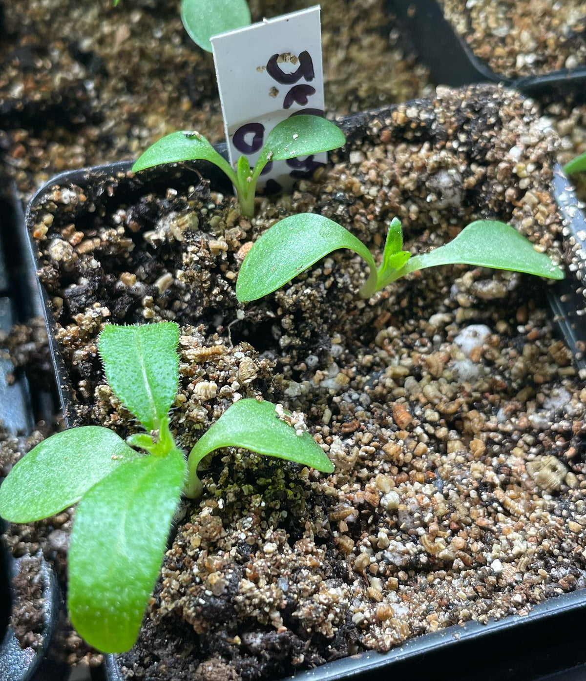 jerusalem artichoke from seed after a week, second photo some older plants around six weeks in small pots under lights, image 1 of 2