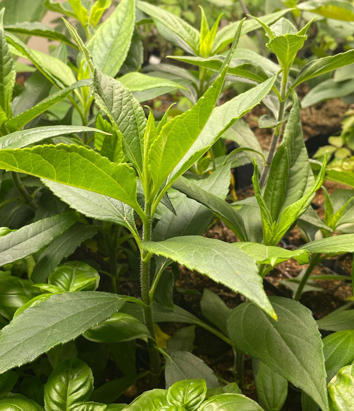 jerusalem artichoke from seed after a week, second photo some older plants around six weeks in small pots under lights, image 2 of 2