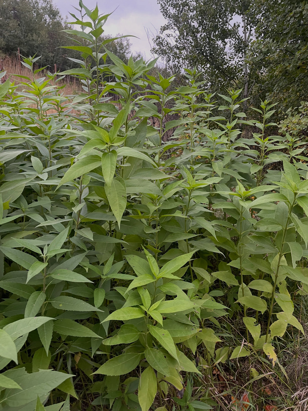 A dense stand of tall leafy Jerusalem artichoke stalks at the edge of a bush.