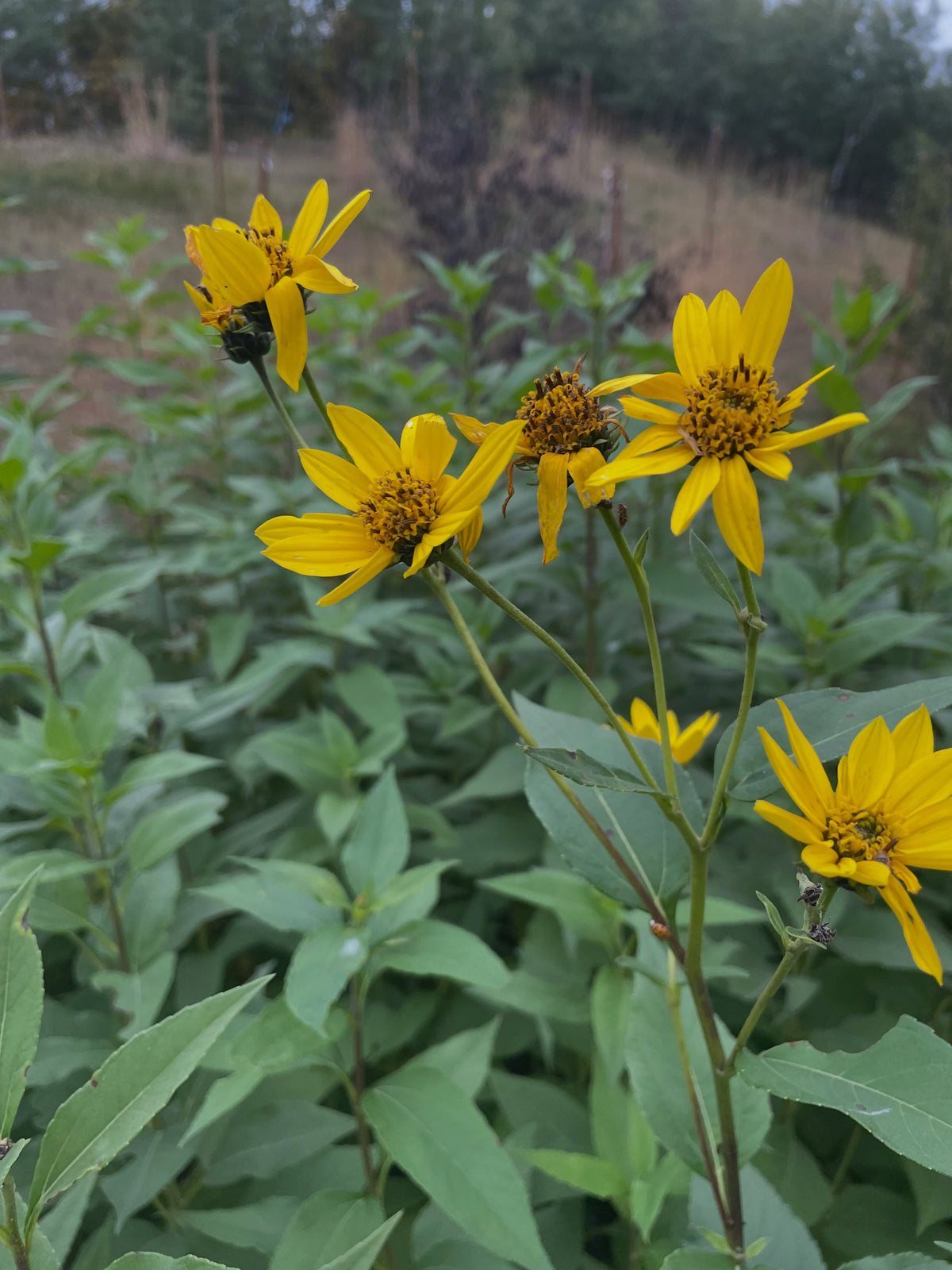 Yellow Jerusalem artichoke flowers, like small sunflowers, above the green patch.