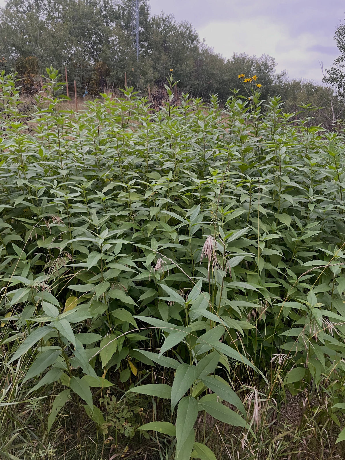 A wide patch of head height Jerusalem artichoke plants with a few yellow flowers at the top and trees behind.