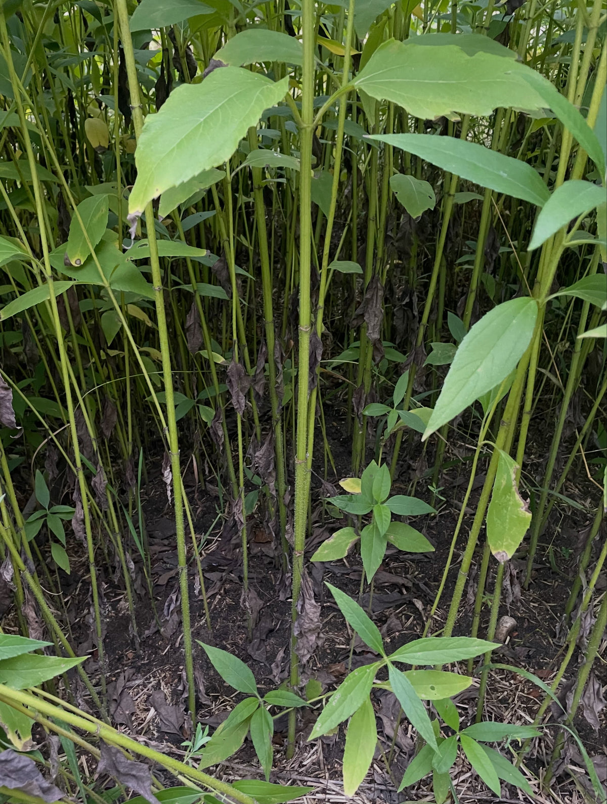 The bases of Jerusalem artichoke stalks growing close together out of mulched soil.