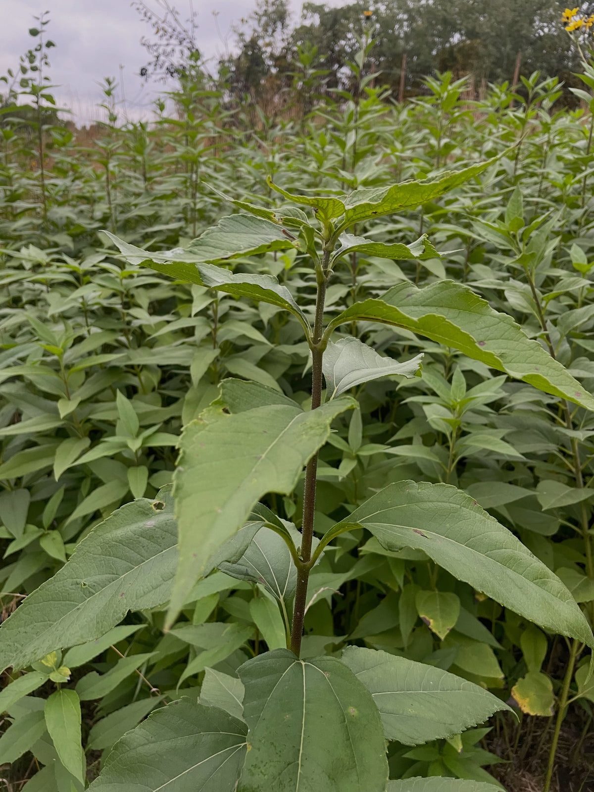 The top of one Jerusalem artichoke stalk with broad rough leaves, the rest of the patch behind.