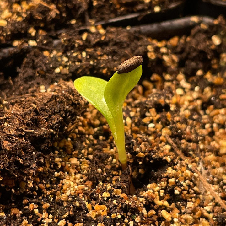 Jerusalem artichoke seeds at 5 days #jerusalemartichoke #seedlings, image 1 of 3