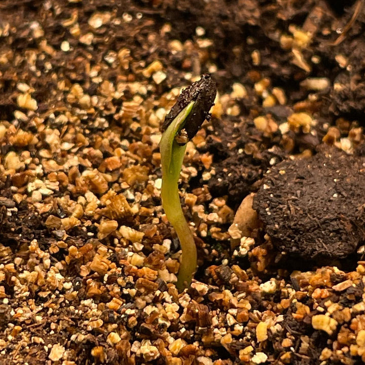 Jerusalem artichoke seeds at 5 days #jerusalemartichoke #seedlings, image 2 of 3