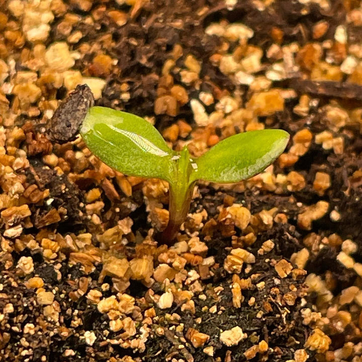 Jerusalem artichoke seeds at 5 days #jerusalemartichoke #seedlings, image 3 of 3