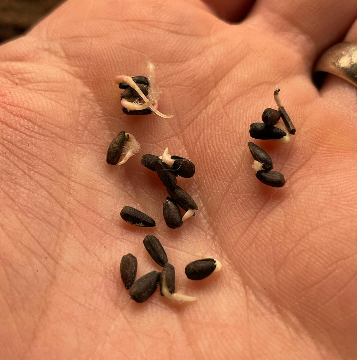 Jerusalem artichoke seeds germinating, image 1 of 2