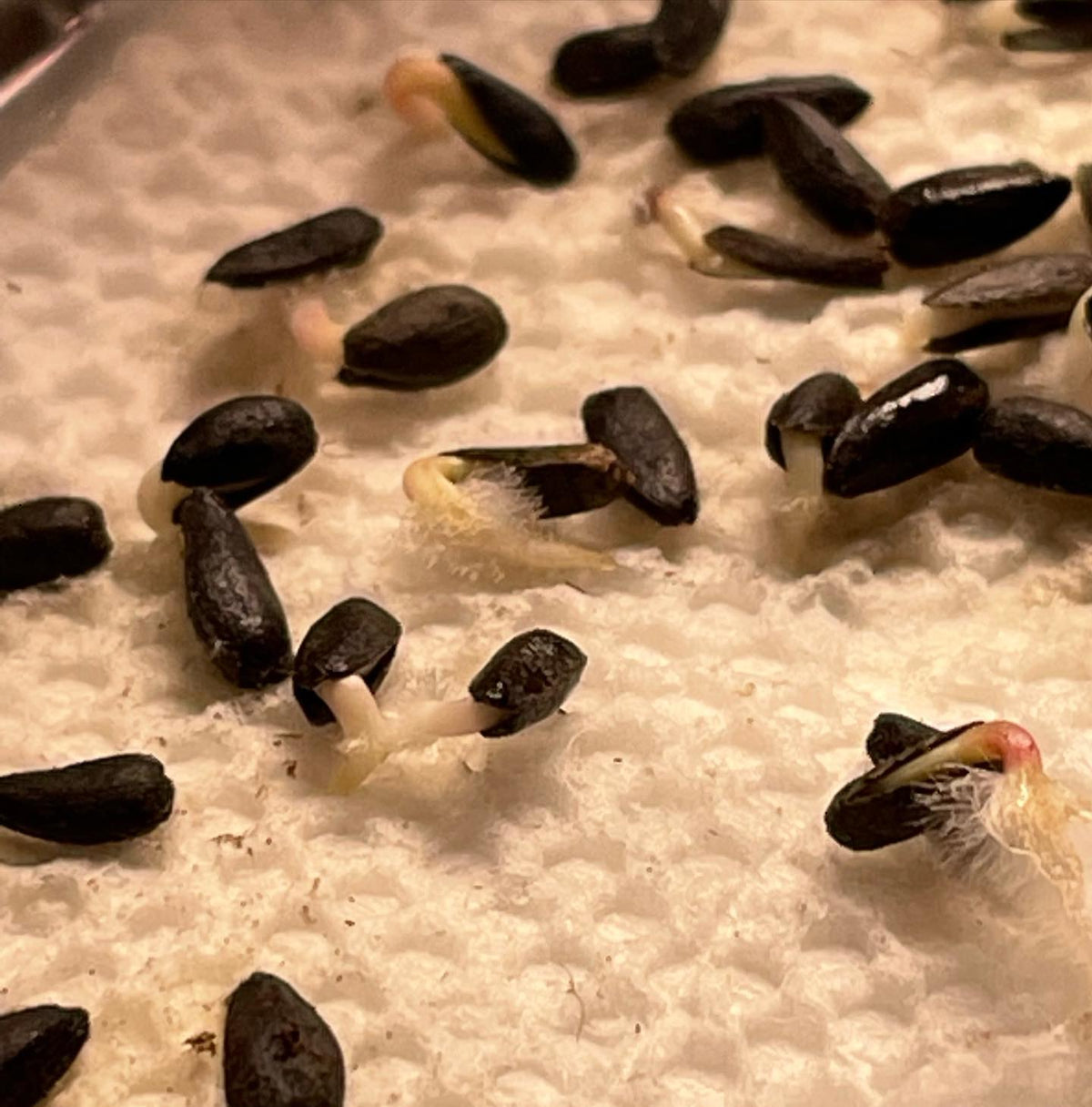 Jerusalem artichoke seeds germinating, image 2 of 2