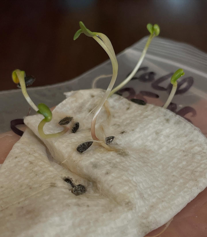 jerusalem artichoke seeds, germination test, image 1 of 3