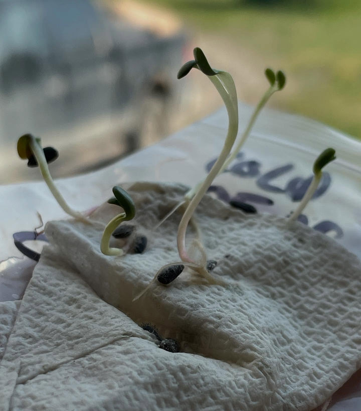 jerusalem artichoke seeds, germination test, image 2 of 3
