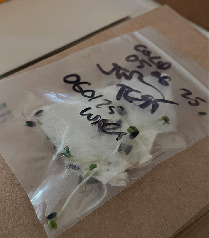 jerusalem artichoke seeds, germination test, image 3 of 3