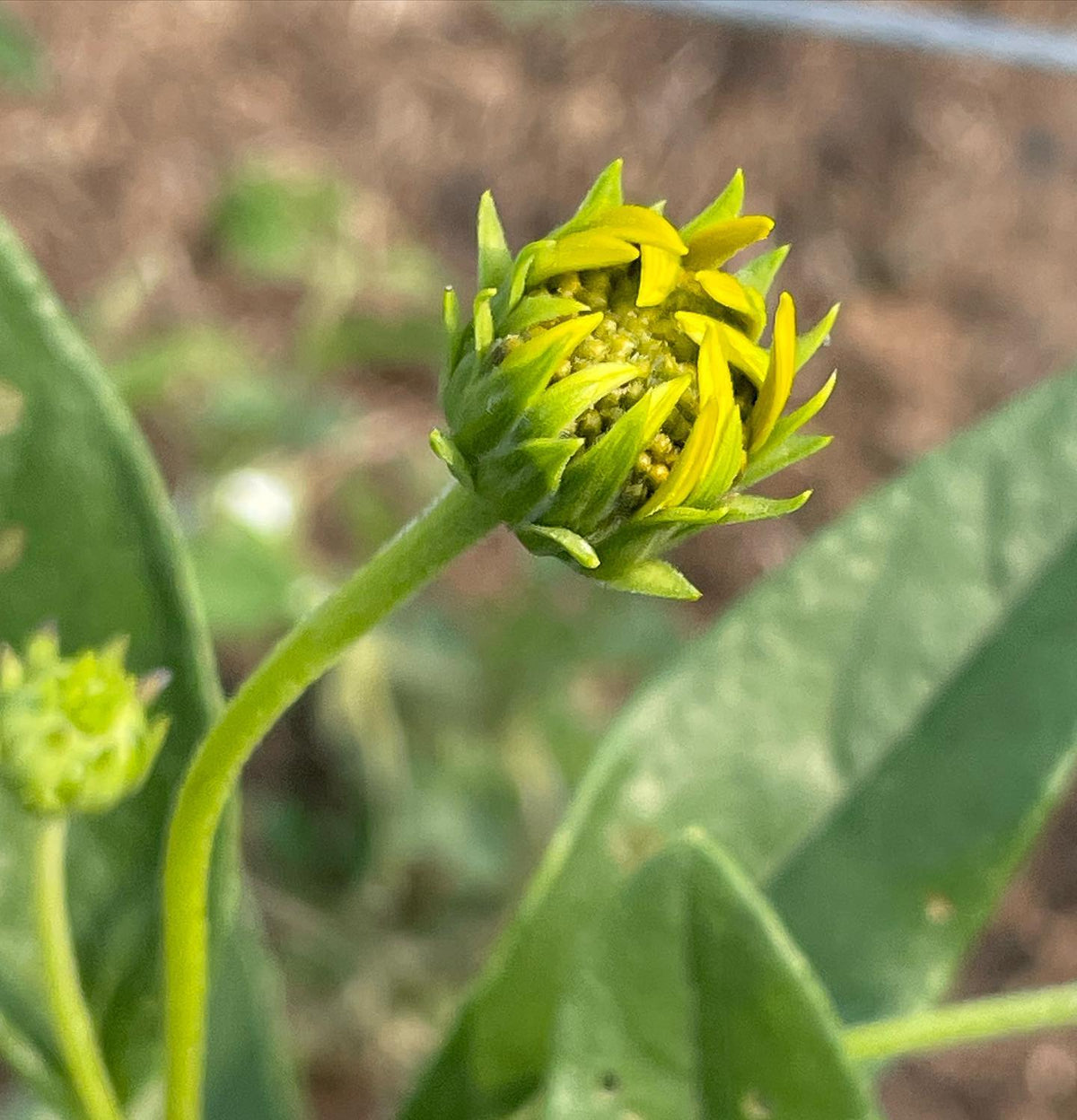 jerusalem artichoke started from seed this spring, happy to see some early flowers knowing that they need a long season