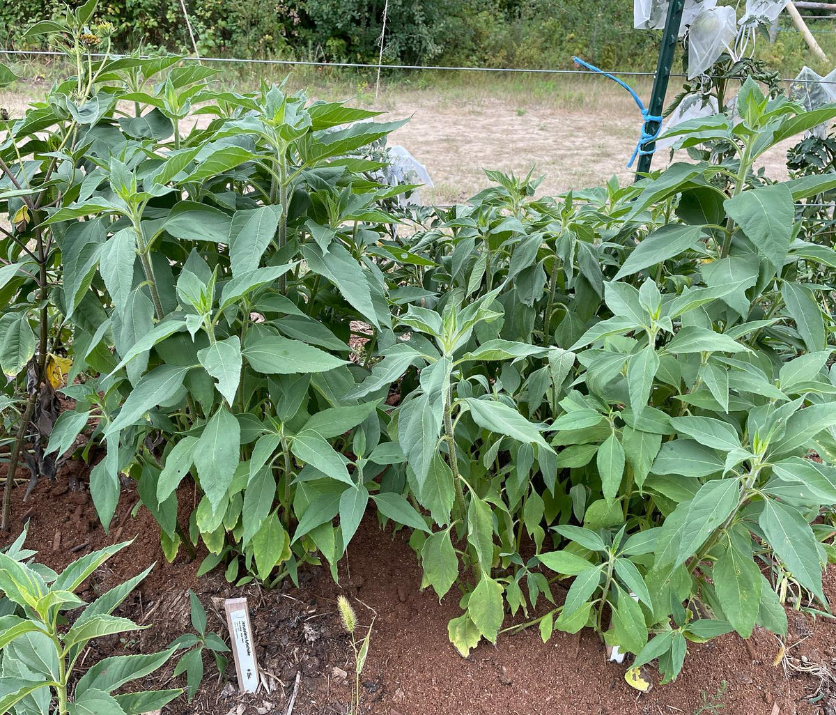 jerusalem artichokes from seed on left (first photo) and from tubers on right, image 1 of 3