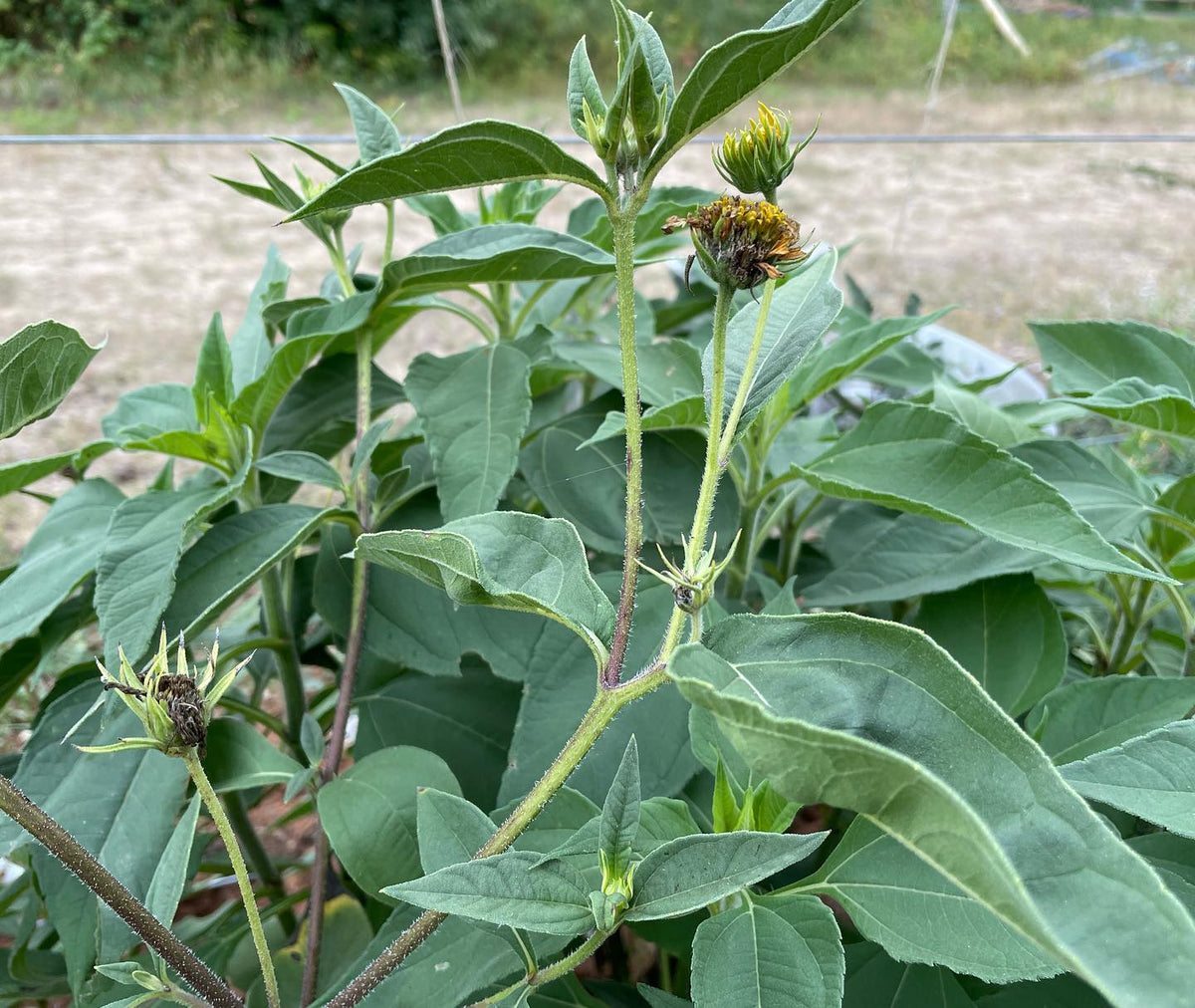 jerusalem artichokes from seed on left (first photo) and from tubers on right, image 2 of 3