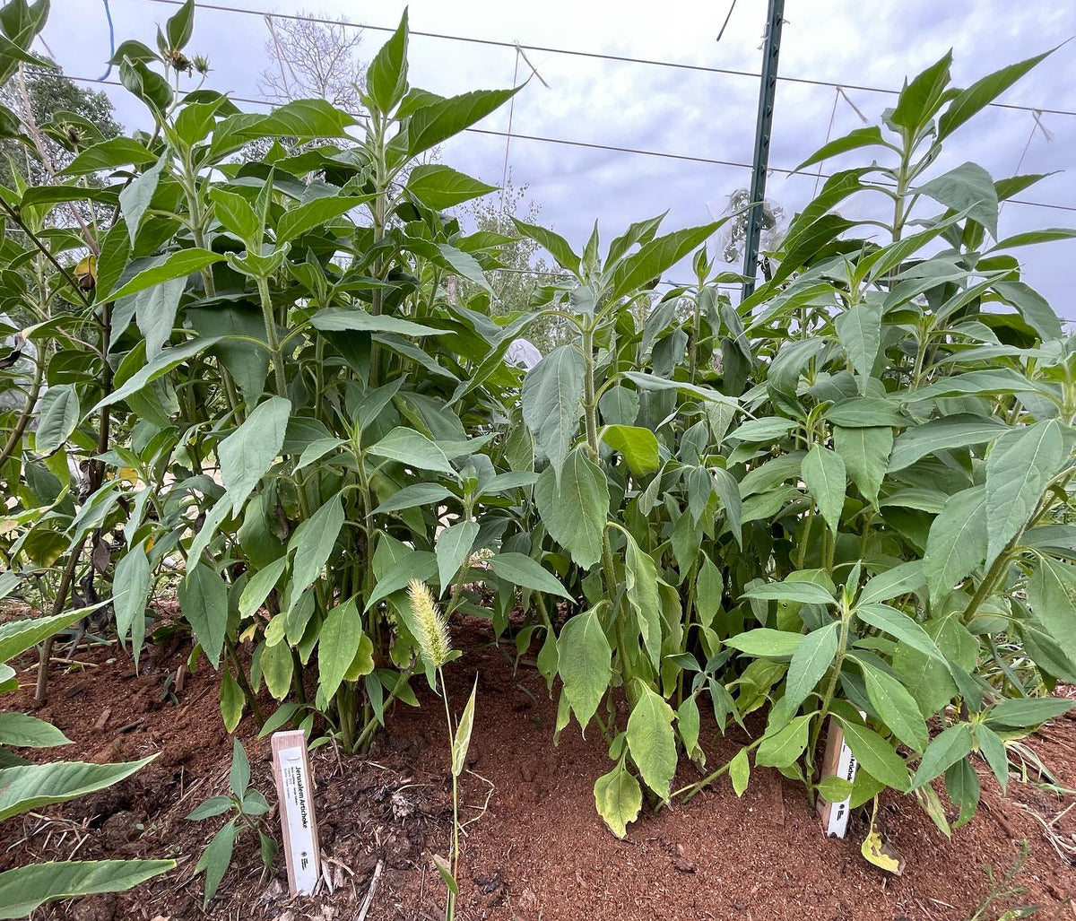 jerusalem artichokes from seed on left (first photo) and from tubers on right, image 3 of 3