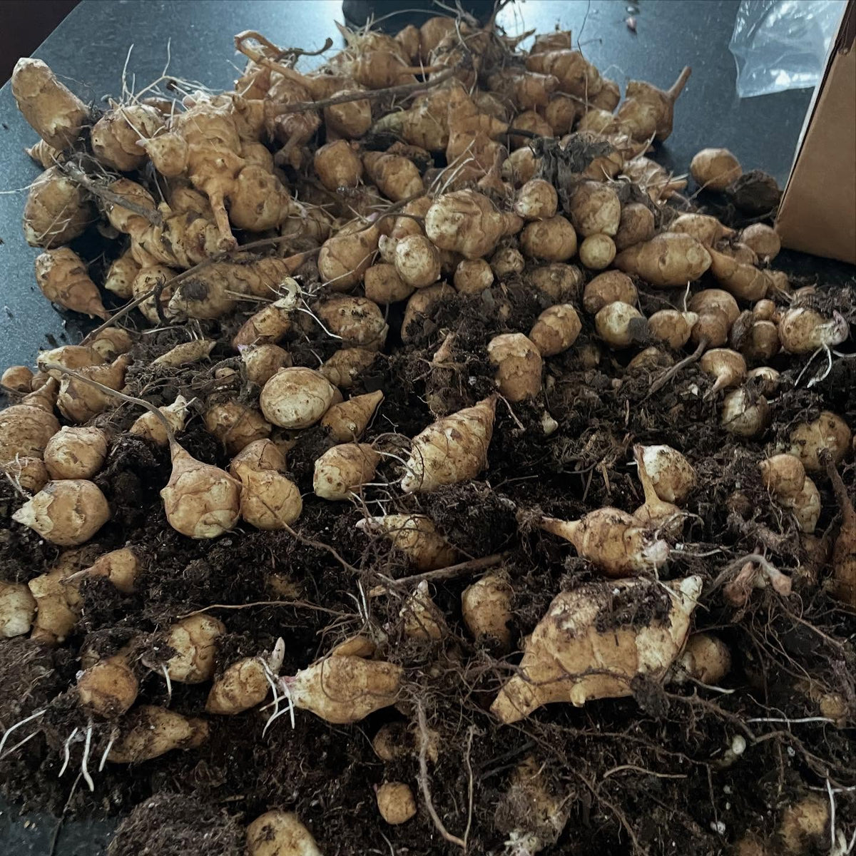 jerusalem artichokes, sorting out and bagging them, image 1 of 2