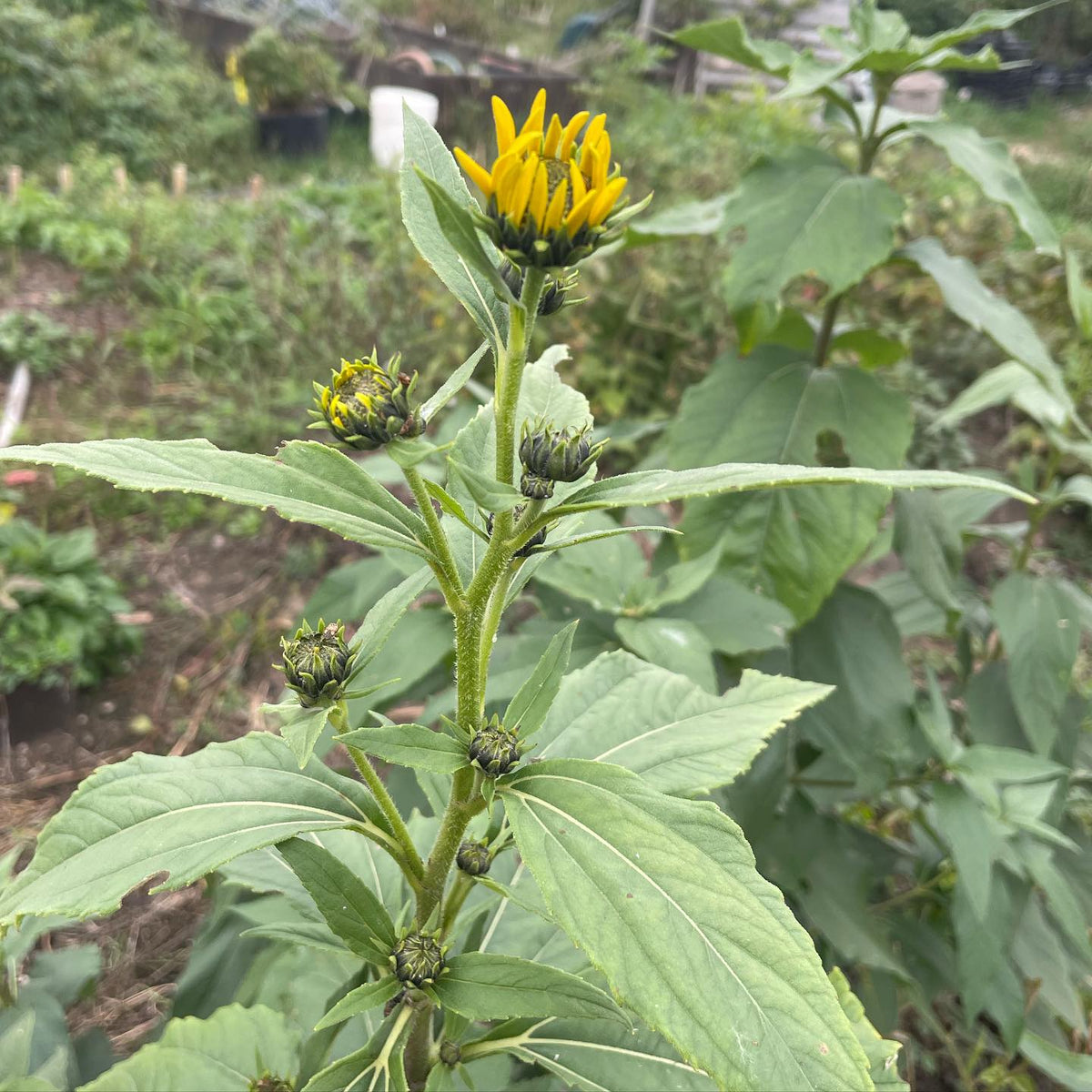 jerusalem artichokes started from seed this spring are flowering, image 1 of 2
