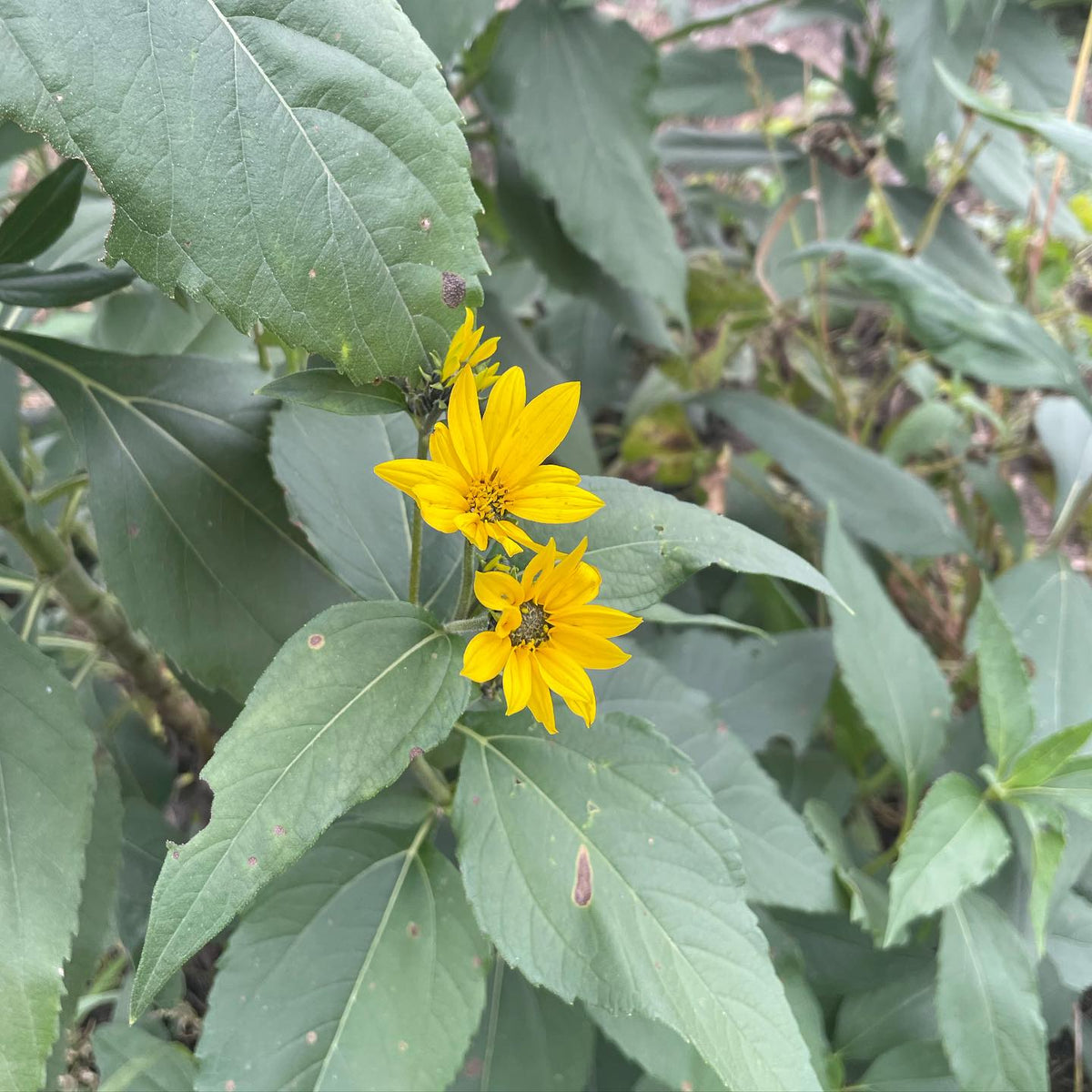 jerusalem artichokes started from seed this spring are flowering, image 2 of 2