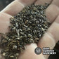 Jerusalem Artichoke Seeds (Helianthus tuberosus, Sunchoke) - 15+ Seeds