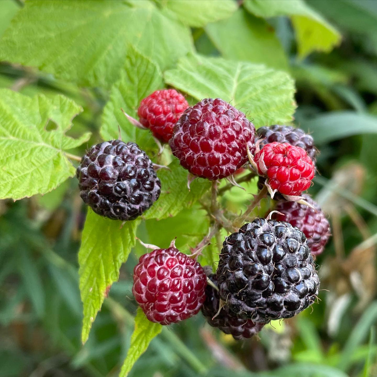 jewel black raspberry in its 3rd year, image 1 of 2