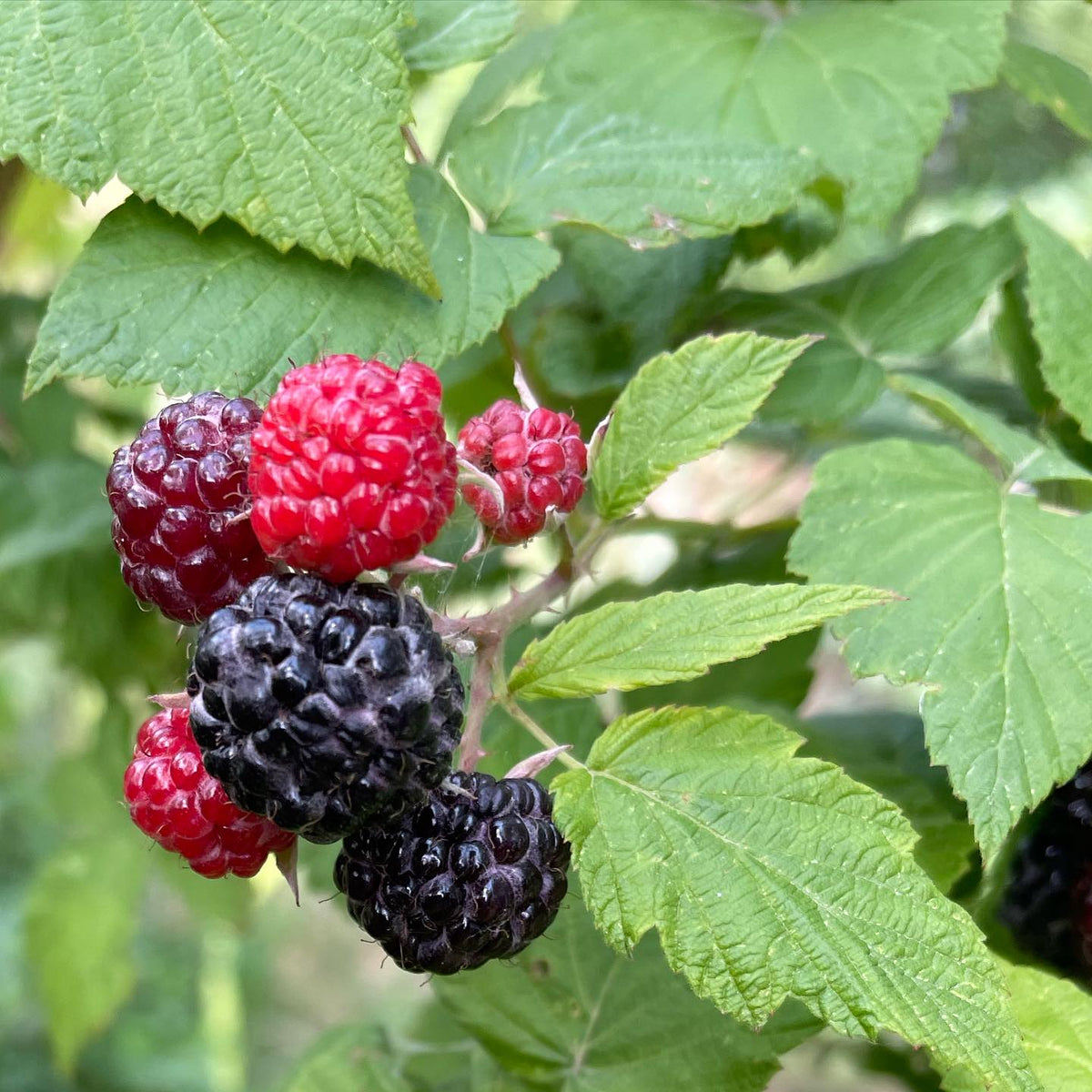 jewel black raspberry in its 3rd year, image 2 of 2