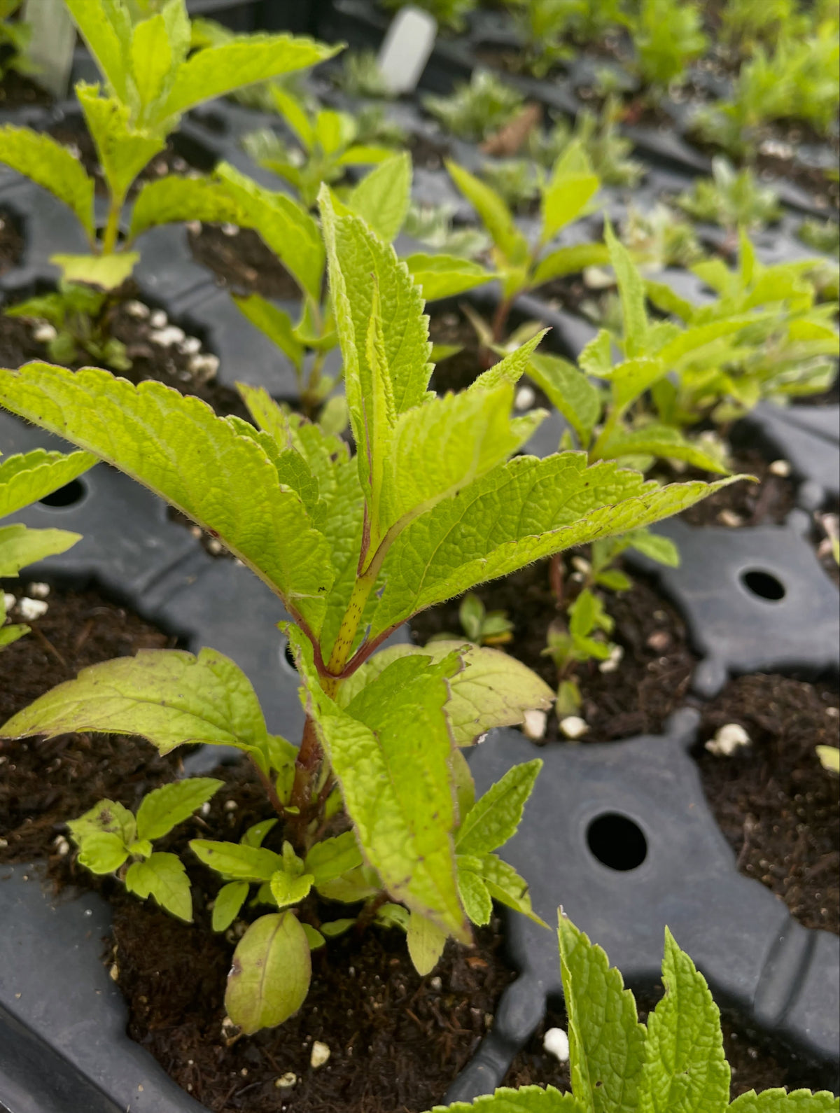 joe pye weed, a tall perennial wild flower, image 1 of 2