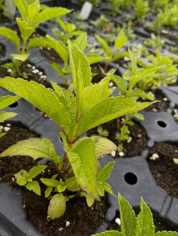 joe pye weed, a tall perennial wild flower, image 1 of 2