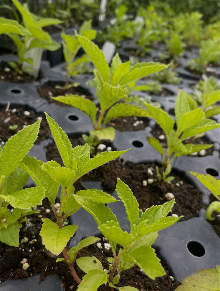 joe pye weed, a tall perennial wild flower, image 2 of 2