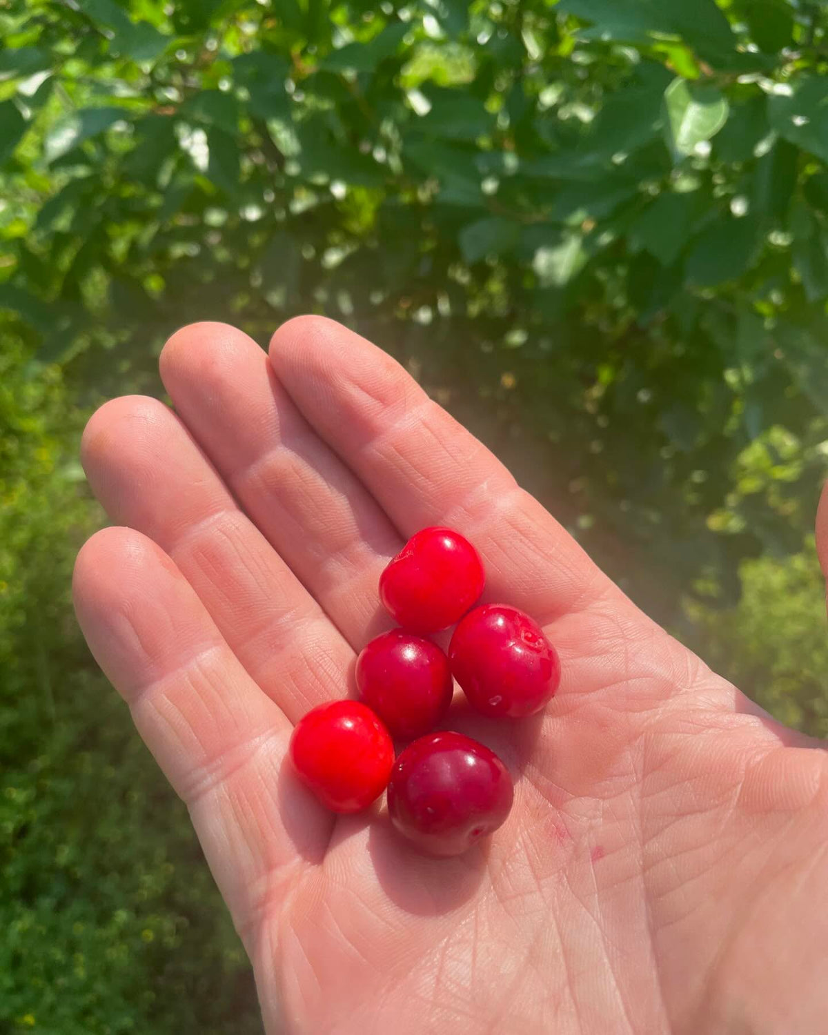 juliette cherries, finally got to try some, image 1 of 2