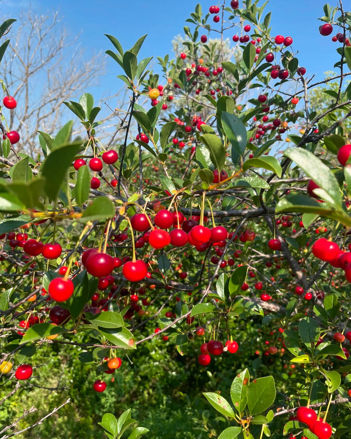 juliette cherries, finally got to try some, image 2 of 2