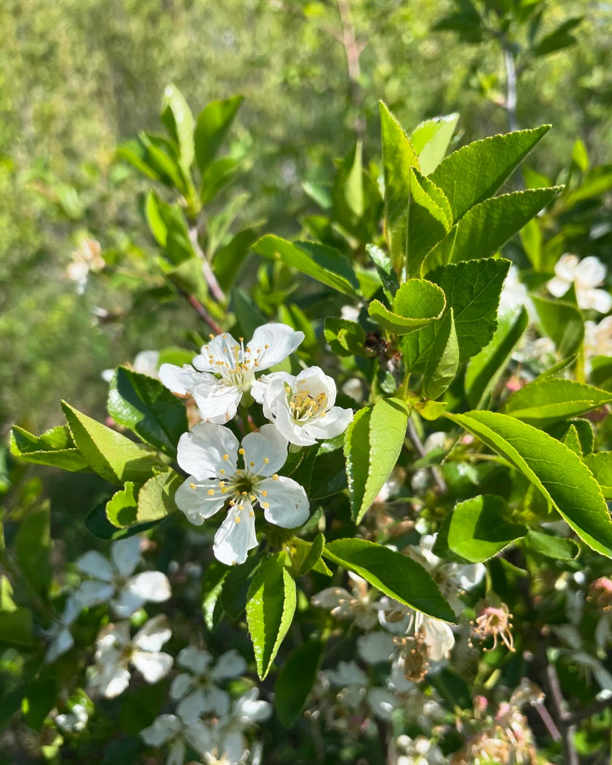 Juliette cherry, a bush cherry with an interesting parentage, image 1 of 3