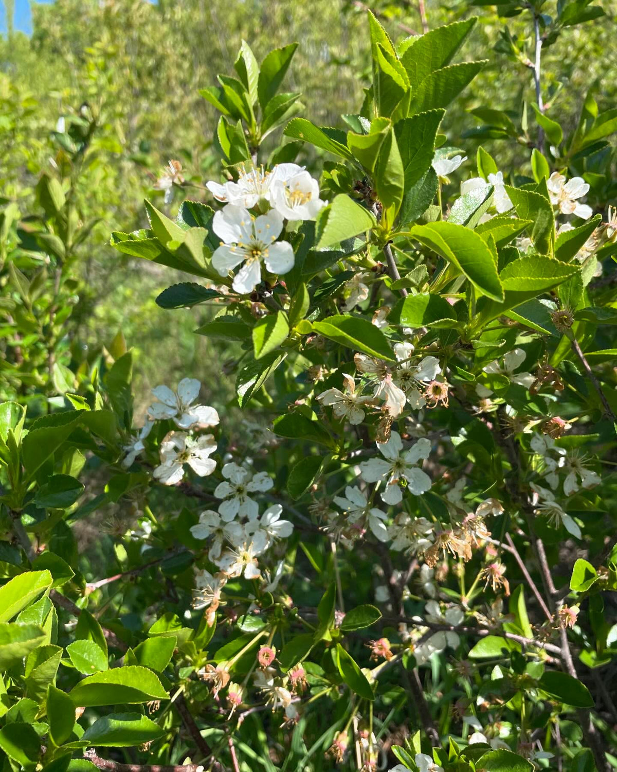 Juliette cherry, a bush cherry with an interesting parentage, image 2 of 3