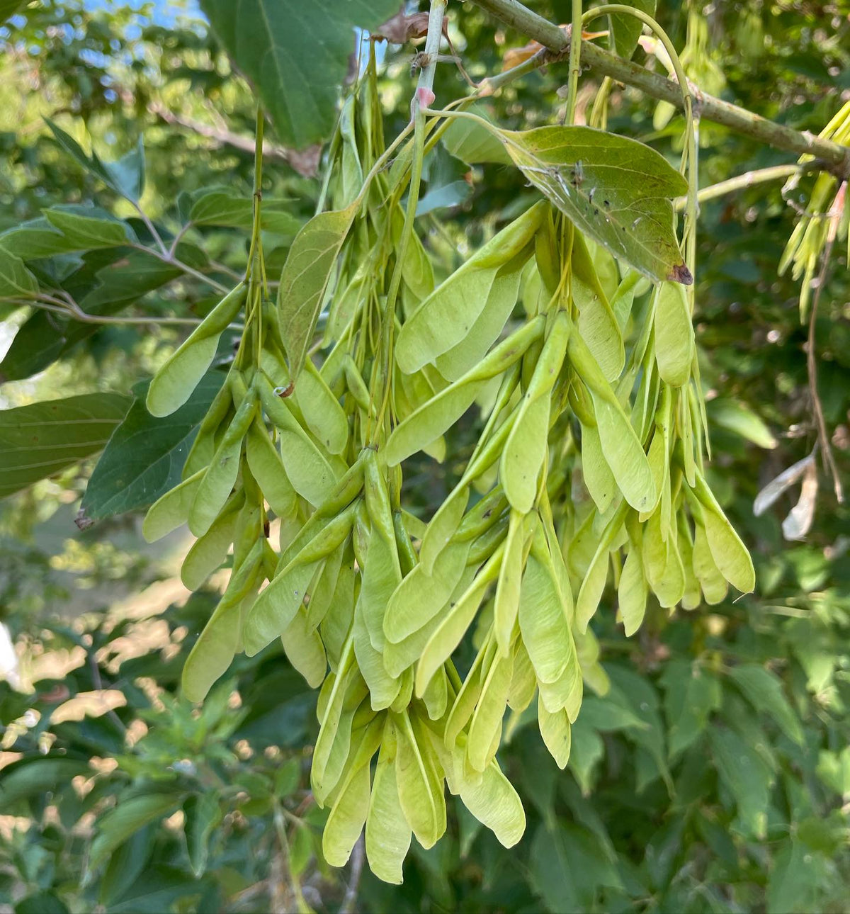 keeping an eye on seeds that are not quite ripe yet, image 1 of 4