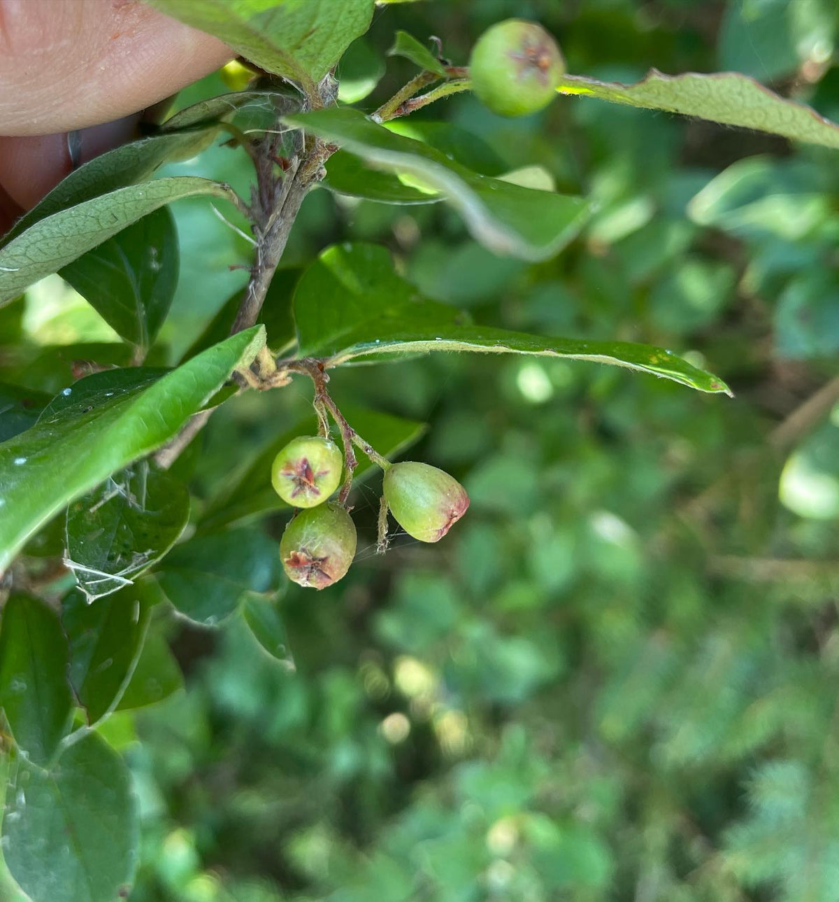 keeping an eye on seeds that are not quite ripe yet, image 2 of 4