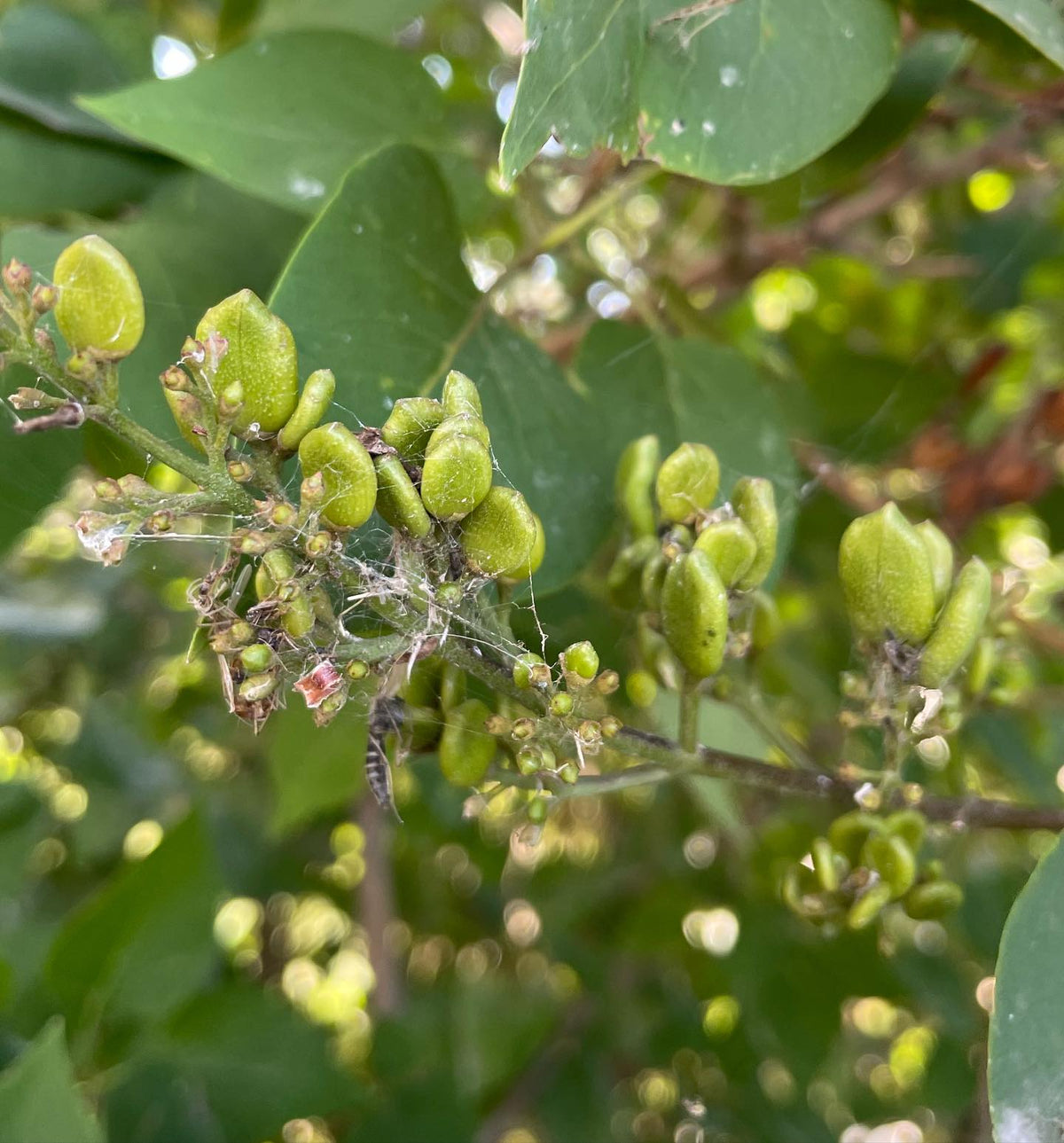 keeping an eye on seeds that are not quite ripe yet, image 3 of 4