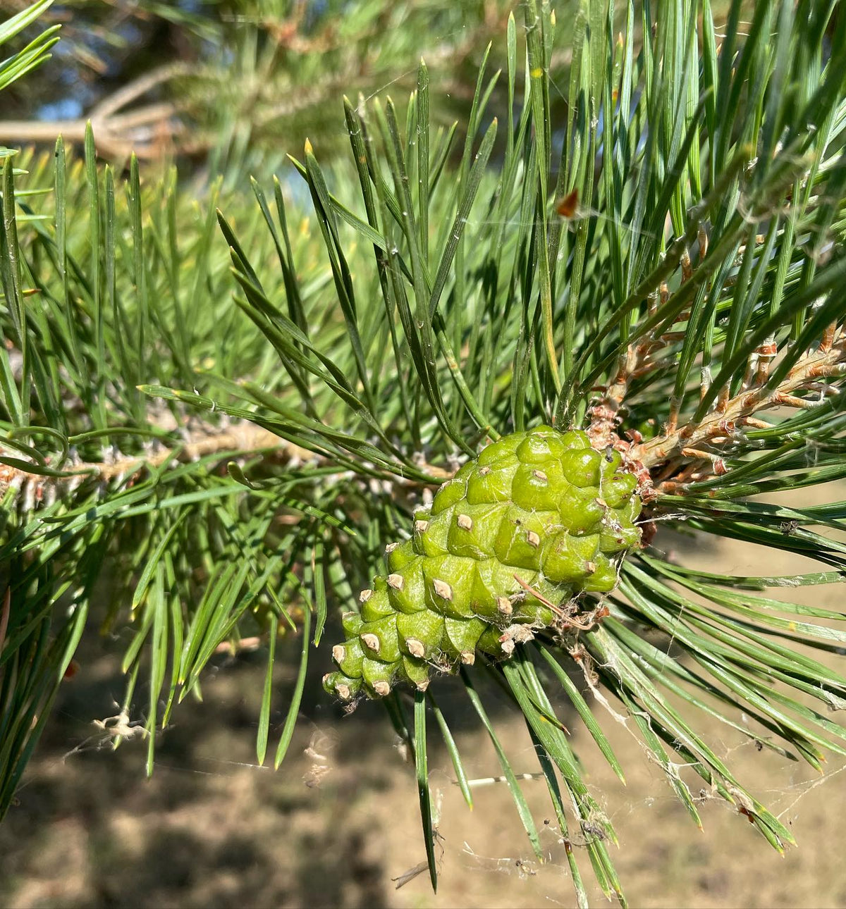 keeping an eye on seeds that are not quite ripe yet, image 4 of 4