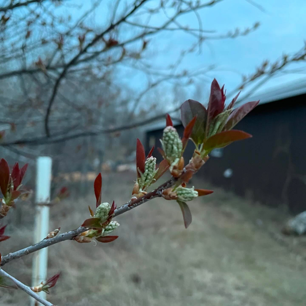 keeping an eye on things leafing out, image 1 of 5