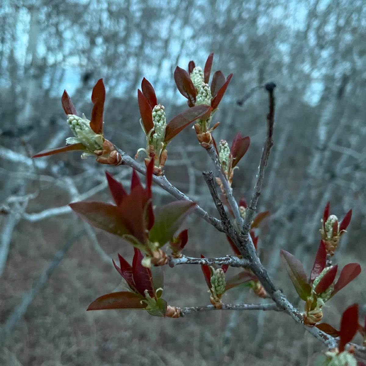 keeping an eye on things leafing out, image 2 of 5