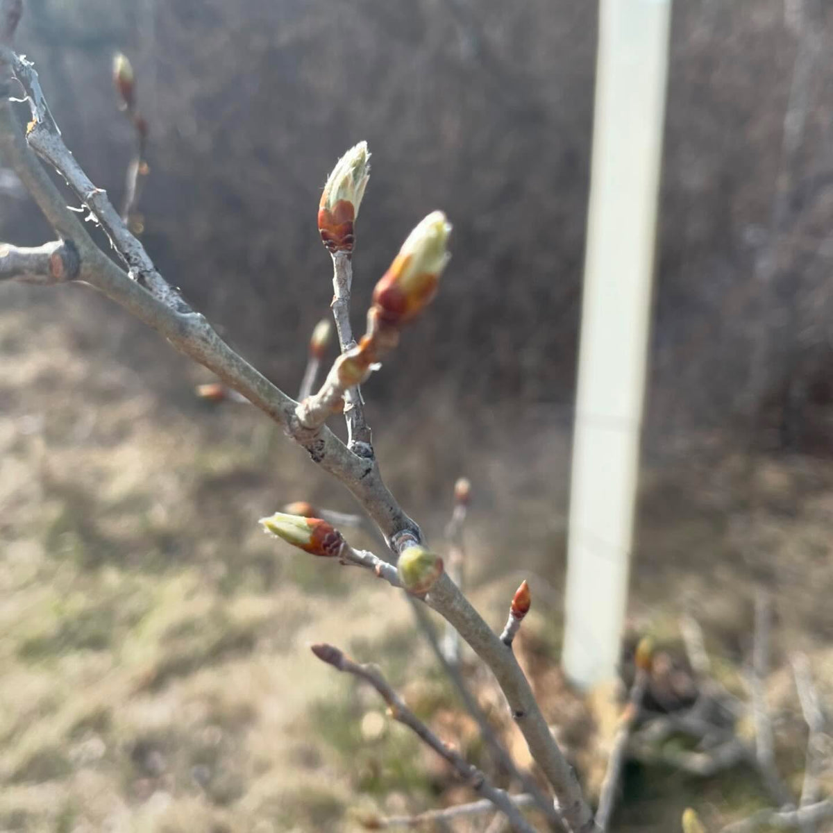 keeping an eye on things leafing out, image 3 of 5