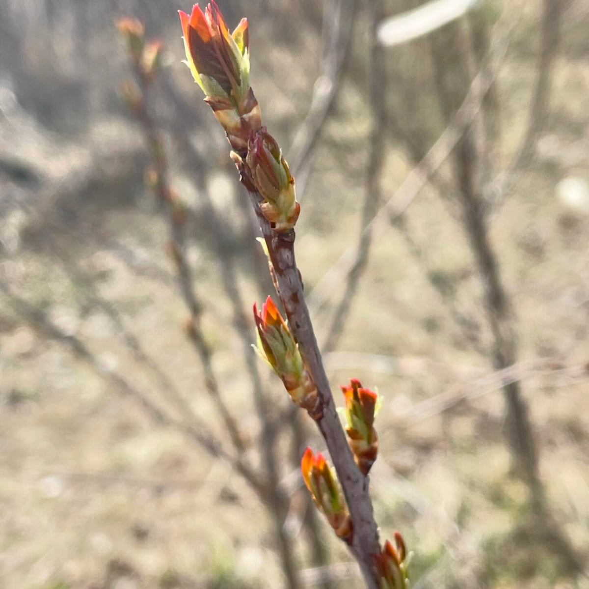 keeping an eye on things leafing out, image 4 of 5