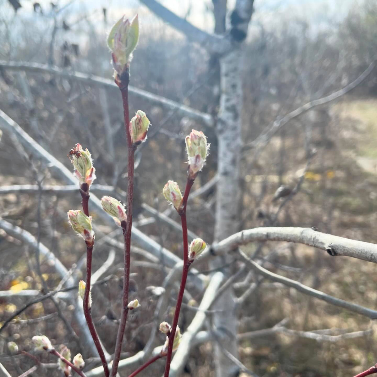 keeping an eye on things leafing out, image 5 of 5