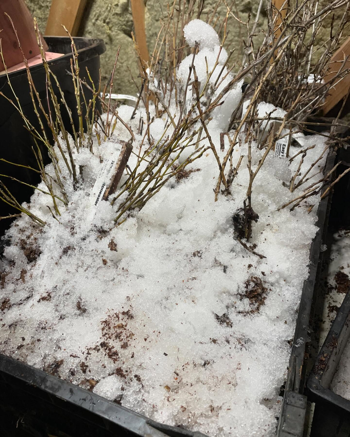 keeping our berry bushes packed in snow to hold them nice and dormant for a few more weeks, image 1 of 2
