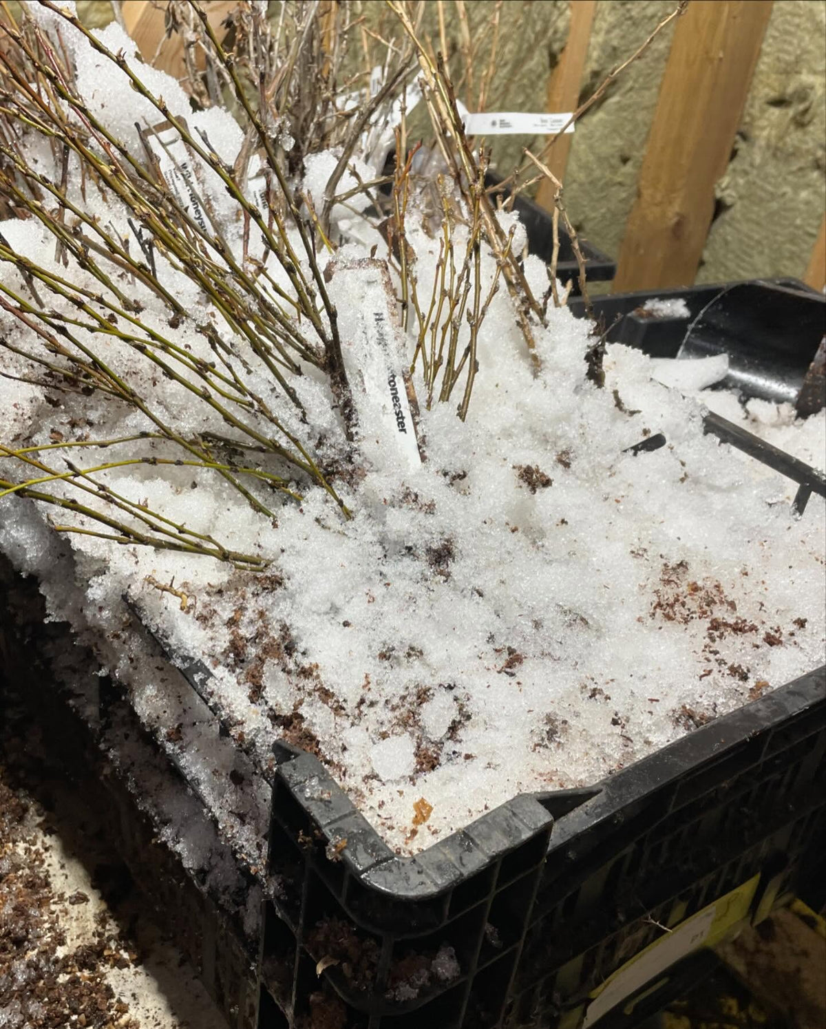 keeping our berry bushes packed in snow to hold them nice and dormant for a few more weeks, image 2 of 2