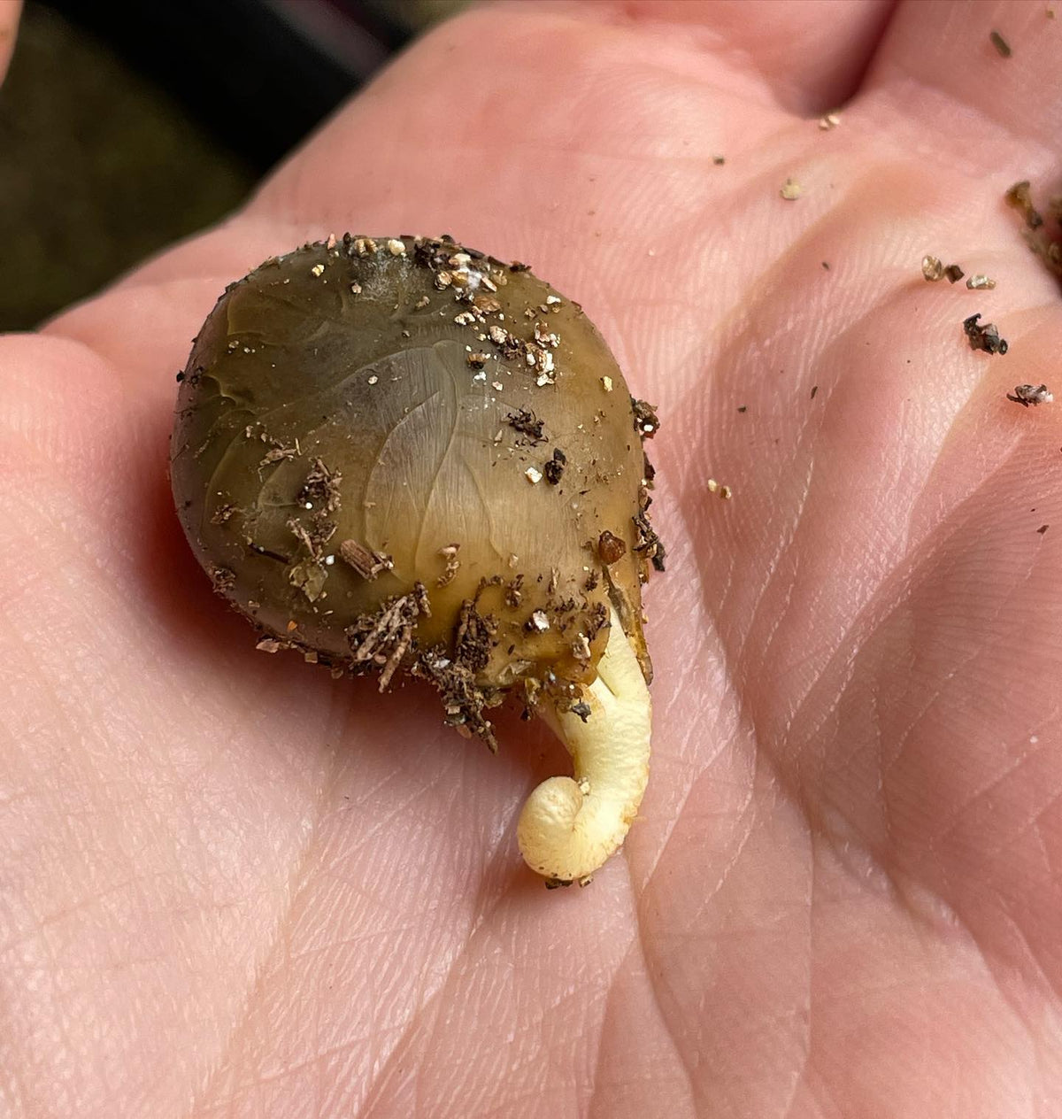 Kentucky coffee tree seed germinating